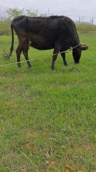 ev quslarinin satisi: Самка, лет: 6, Для молока, Самовывоз — 1