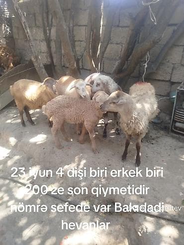 kana kors: Satışda qoyun-quzu dəstəsi. - 4 dişi, 1 erkək heyvan - 23 iyun — 1