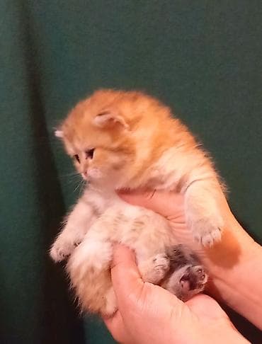 pişim: Britan, Erkək, Dişi, Ünvandan götürmə — 4