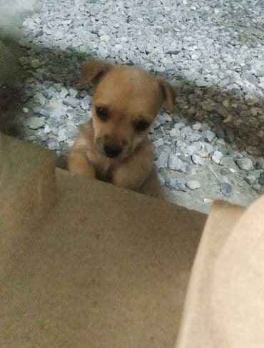 balasına süd verməyən qoyuna nə deyirlər: Zvonok, 2 ay — 3