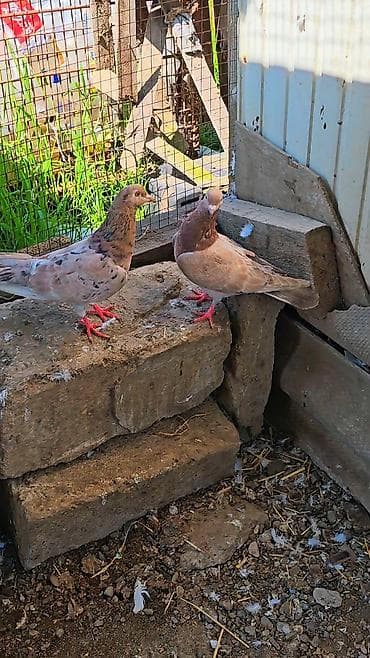 lal ordək yumurta: Məhsul: Ev göyərçinləri (cüt) Təsvir: - Şəkillərdə görünən iki ədəd — 4