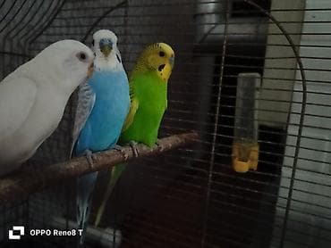 itler tap az: Salam albinos disi mavi spangil erkek cutud sari spangle erkek cexdi o — 2