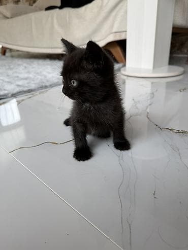 lələkli heyvanlar: Dişi, Yaxşı əllərə — 2