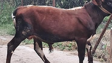 hind quşu cucesi: 10 aylıq çveç sortu erkək dana satılır — 4
