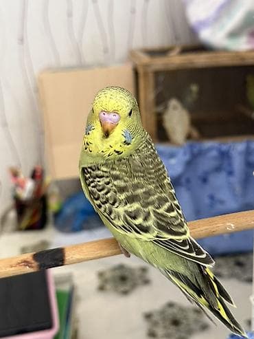 ev quslarinin satisi: Bala çex quşlar temız qan cex quşlardır ve 3-4 aylıqdır. Irı quşlardir — 5