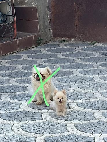 Kod 1055 Pomeranian (Pom) cinsidir. Balacadi 1 yaşi var . Hamilədi lalafo.az -da Kod 1055 Pomeranian (Pom) cinsidir. Balacadi 1 yaşi var . Hamilədi