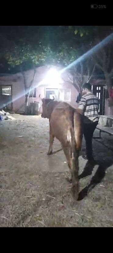 Коровы, быки: Самка, лет: 2, Для мяса — 5