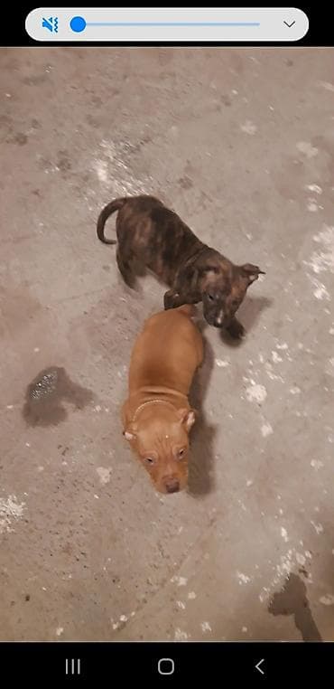 qurdbasar balaları: Pitbul — 4