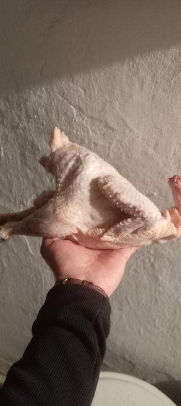 ucuz cuce: Qiymət 8.50 ünvan Yevlax şəhəri Məhsul: Yerli ətlik-yumurtalıq — 3