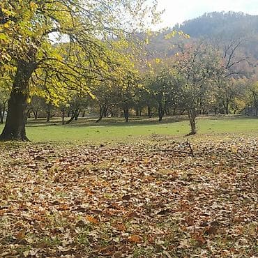 badamdarda tecili satilan evler: 48 sot, Kənd təsərrüfatı, Mülkiyyətçi, Bələdiyyə — 7