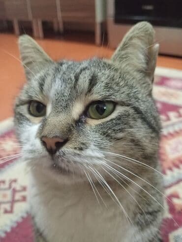 turk sobası: Qazan, rəng - Qırmızı — 1