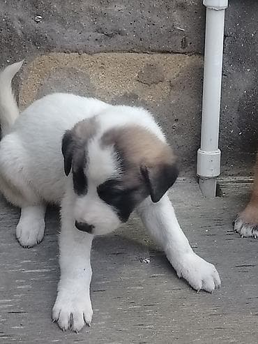 çin aslanı: 1 ay, Erkek, Pulsuz çatdırılma — 2