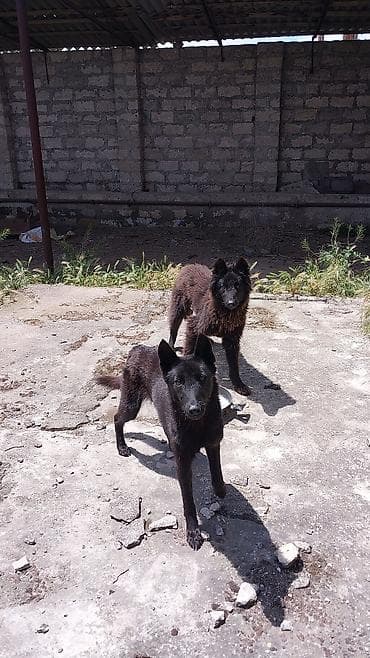 gencede heyvanlar: Məhsul: Beynəlxalq Baytarlıq Pasportu (International Veterinary — 4