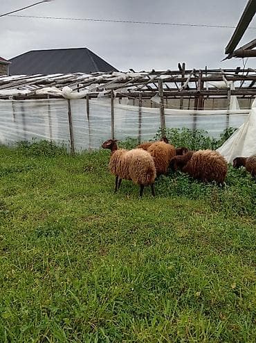 qoç əti: Qoyun sürüsü – ət və yun istiqaməti - Cins: yerli qəhvəyi/qonur — 1