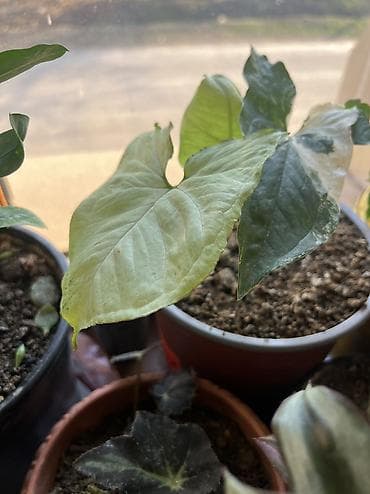 xetayi rayonu: Dipcek guleri — 8