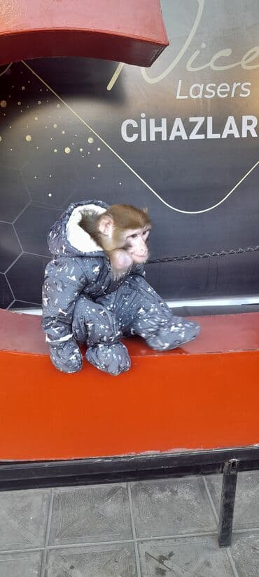 животные в добрые руки: Tayson adlı meymun satılır. Ağıllışirindi. Kim isdəsə yazsın — 8