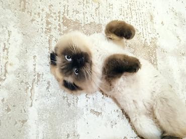 Britan yastı qulaq, Dişi, Ünvandan götürmə