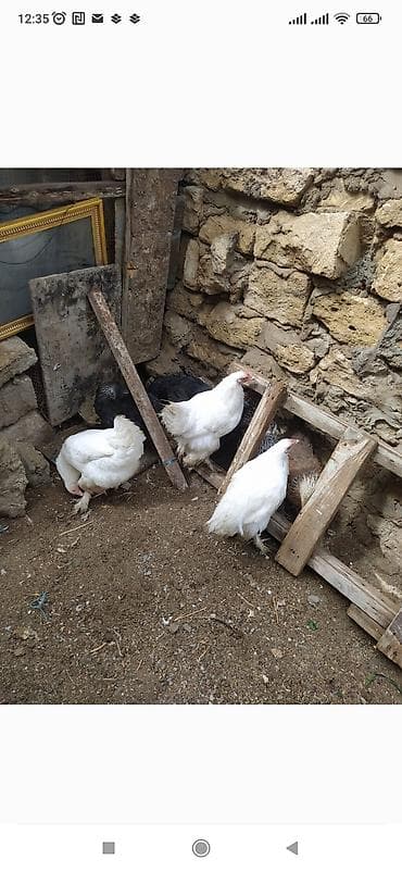 toy budel: Toyuq, Brama, Damazlıq — 2