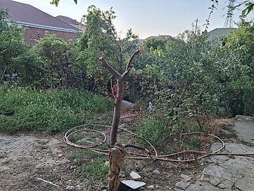 xaçmaz motoblok satışı: Xırdalanda 2otaqlı 2.5 sot torpaqda ev satılır.meyve ağacları var — 7