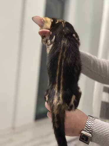 sotland pişik: Benqal — 7