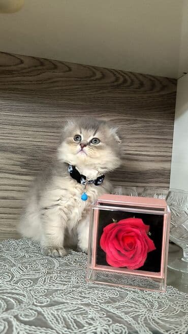 Aş qazanı: Şinşilla — 4