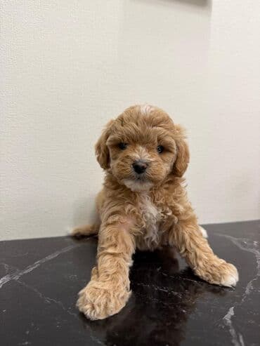 где можно купить собаку мальтипу: Pudel — 5