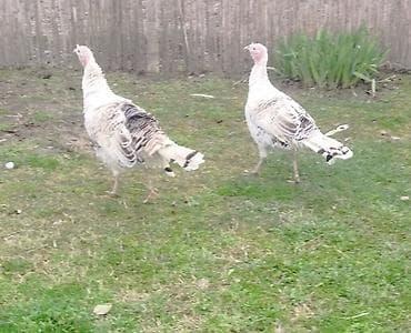 mal qara fermalari: Dişi, Ətlik, Ünvandan götürmə — 1