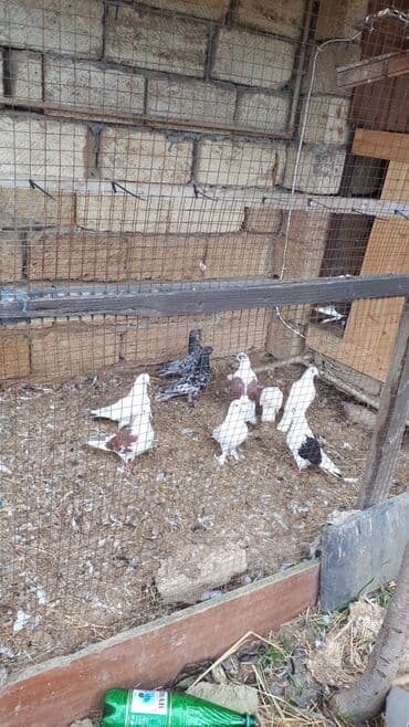 sumqayit goyercin: Məhsul: Ev göyərçinləri (bir neçə rəngdə və növdə) Təsvir: - — 3