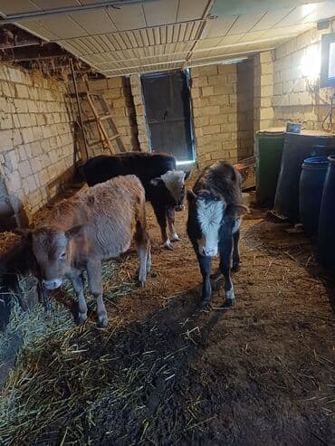 Информатика: Satışda – buzovlar - Növ: yerli ətlik istiqamətli buzovlar - Say: 3 — 2