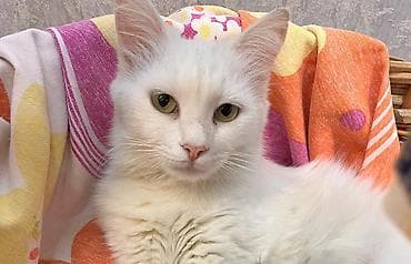 pişik geyimleri: Türk anqora, Dişi, Yaxşı əllərə — 5