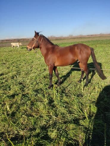 Inəklər, öküzlər: Erkək, il: 5 — 1