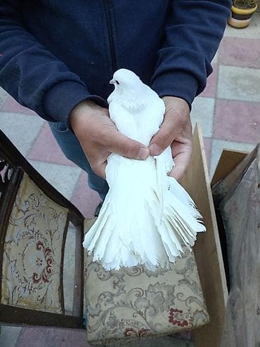 goyercin uzuyu: Məhsul: Bəyaz və rəngli saqqallı (qıvrım başlı) dekorativ göyərçinlər — 2