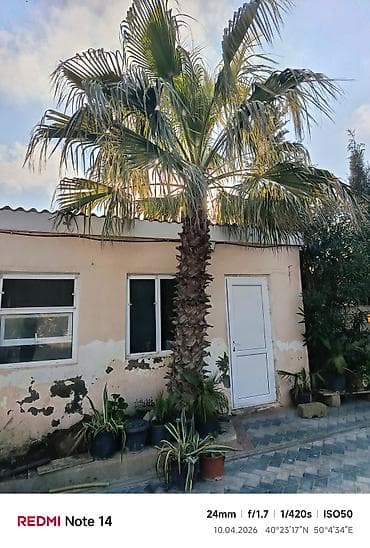 cercis ağacı: - Məhsul: Açıq sahə üçün dekorativ palma ağacı (çətir formalı — 1