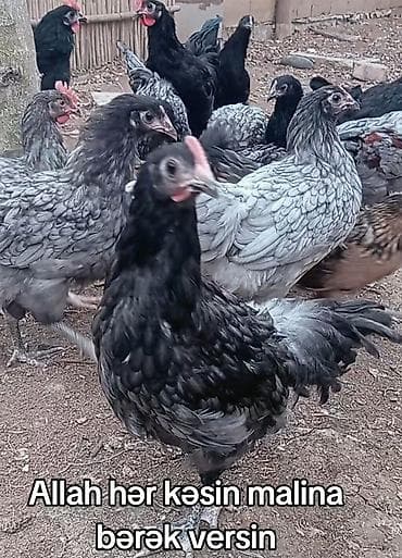 koxin toyuqlari: Məhsul: Ev şəraitində bəslənən toyuqlar (mavi-boz və qara rəng — 1