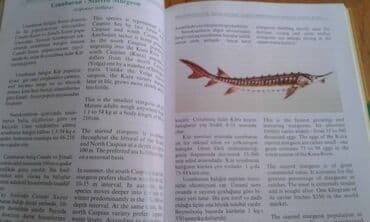 сколько стоит мотоцикл: Müxtəlif kitablar satılır. Biri 40 manat. "Nərəkimilər - dinozavrların — 10