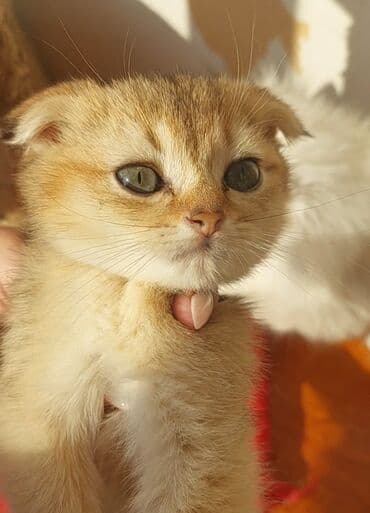 1 azn pişik: Şotland, Erkək, Dişi, Yaxşı əllərə, Ünvandan götürmə — 13