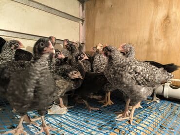 xarkov sortu toyuq: Toyuq cücələri, Ətlik — 6