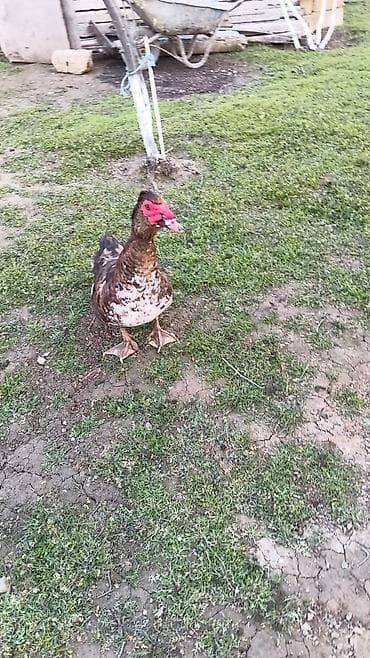 it yemi satisi: Muscovy ördəkləri – 2 baş - Cins: Muscovy (hind ördəyi) - Rənglər — 4