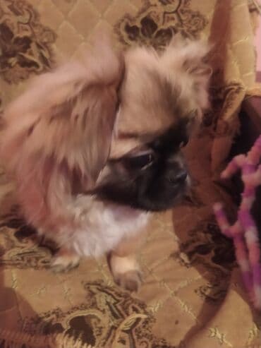 Alfa Romeo: Pekines, 1 il, Erkek, Cütləşmə üçün, Ünvandan götürmə — 3