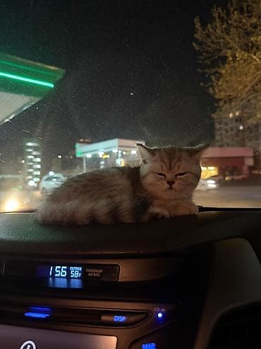 pişik yemekleri: Şinşilla, Dişi, Pulsuz çatdırılma — 4