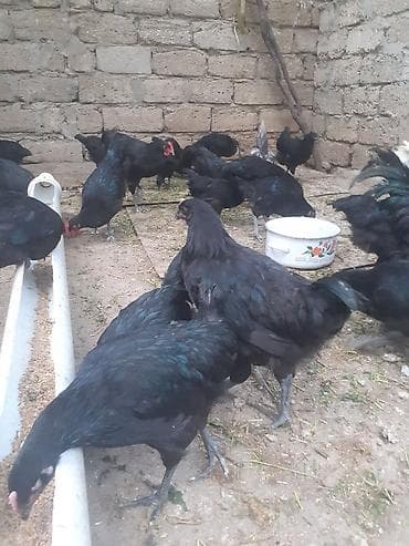 Toyuq, Australorp, Damazlıq