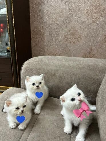 erkek pişik: Britan, Erkək, Yaxşı əllərə, Ödənişli çatdırılma, Ünvandan götürmə — 1