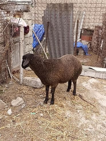 Pişiklər: Tam sağlam heyvandir 4ayliq erkek quzudur Real alanla razilaşmaq olar — 4