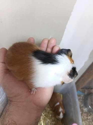 Ən sakit və ən sübür Ginepiqlər artıq hazırdır! [  ] Evdə səs-küy — 9