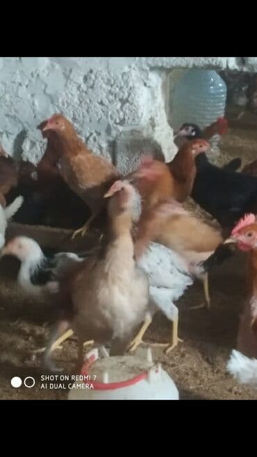 cuceye verilen adlar: Toyuq, Yumurtalıq — 2