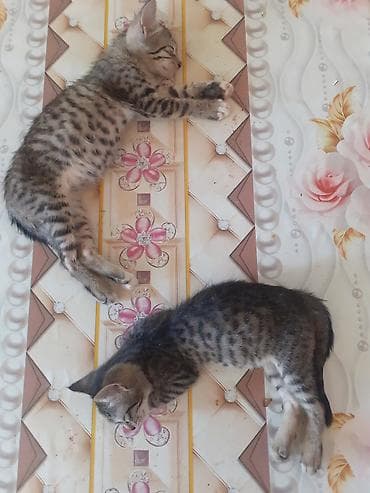 ucuz itlerin satisi: Lənkəranda etibarlı əllərə bala pişiklər🐈🐈🐈sahibləndirilir.İki — 3