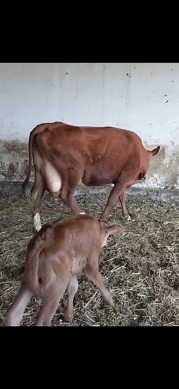 inek cinsleri: 1 ci digub dunen digub 19 litra sud verir erkek balasi ile birge — 3