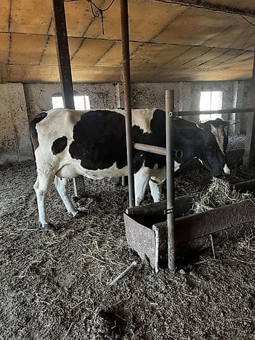 mal qoyun: Süni cinsli, qara-ağ alacalı inək satılır. Ferma şəraitində — 6