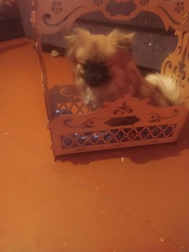 Pekines, 1 il, Dişi, Peyvəndli, Ünvandan götürmə