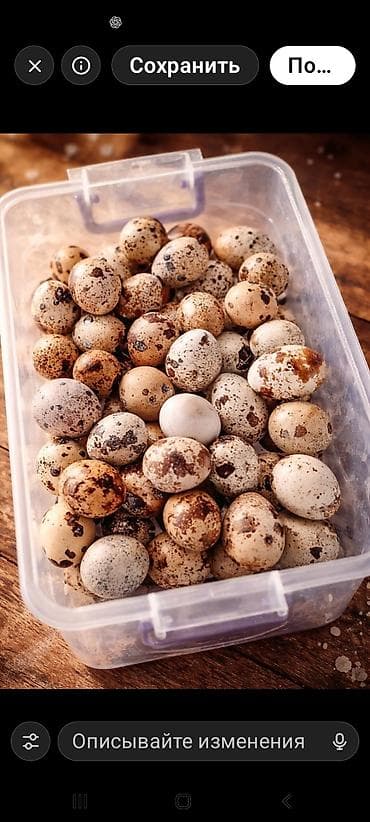 qarışqa yumurtası yağı aptek: Tixas bildirçin yumurtası Xüsusiyyətlər: - Zəngin protein və vitamin — 2